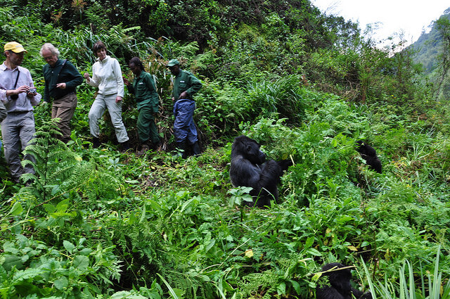 gorilla-trekking